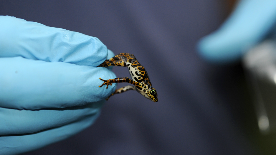 'Good' bacteria could save amphibians hit by fungal diseases